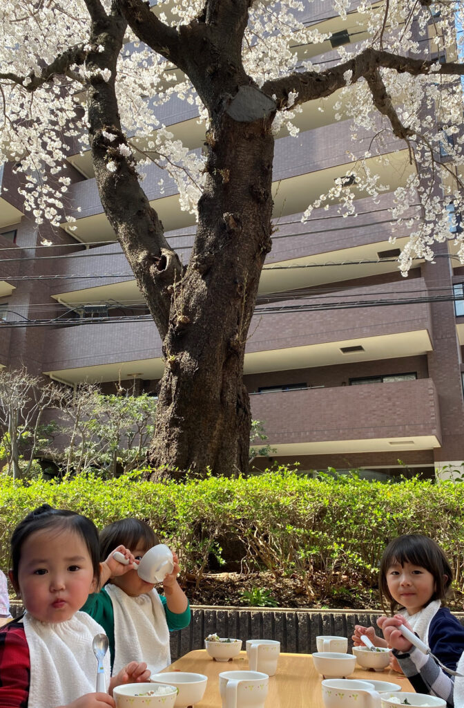 桜の木の下でみんなで食べるお昼