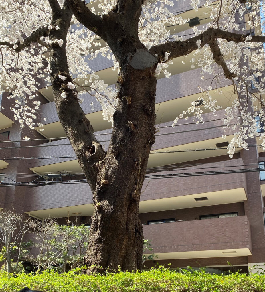 エントランスと満開の桜の木